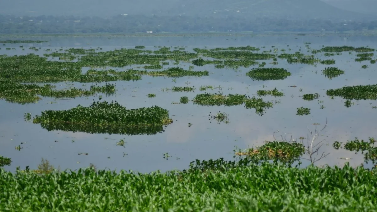 Con el fin de sanear la Presa Endhó en Hidalgo, la Conagua continúa con la recuperación ambiental para proteger la salud de las familias.