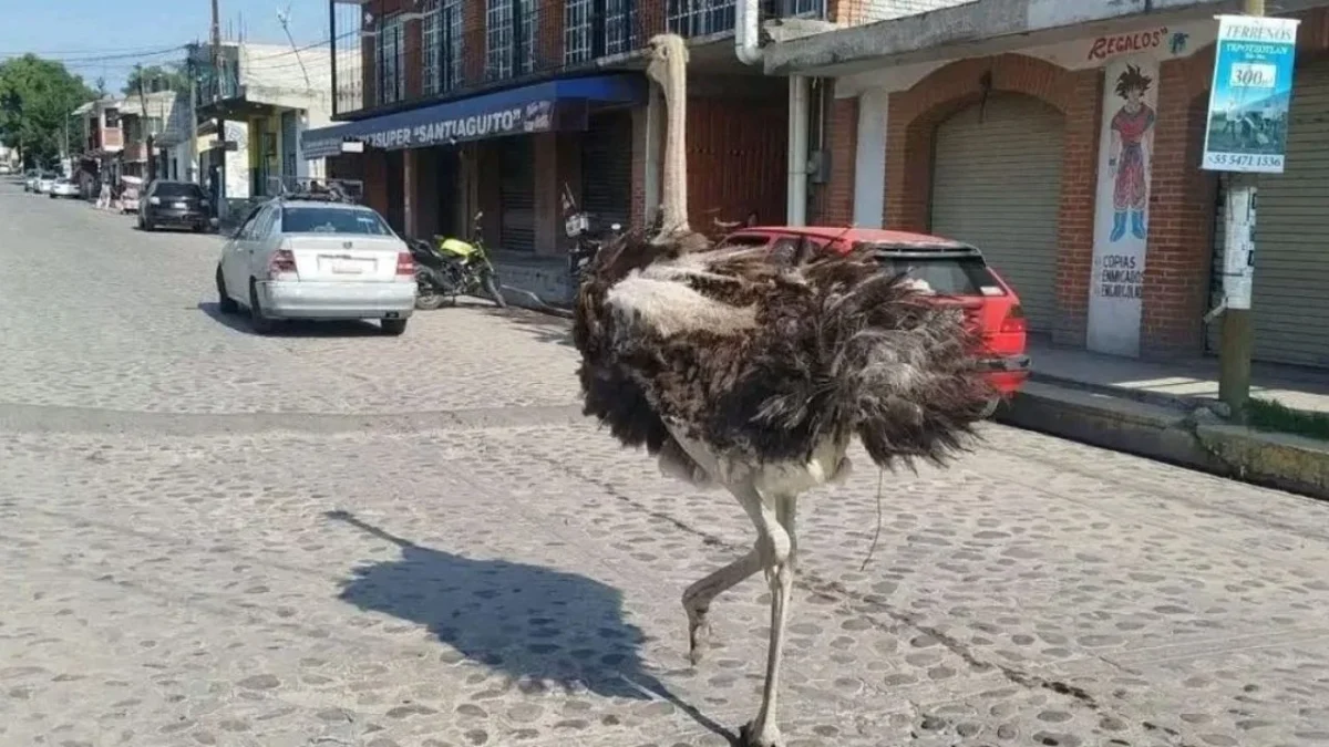 El avestruz recorrió las calles de Tepotzotlán, lo que generó sorpresa entre los transeúntes y una rápida movilización de los vecinos.