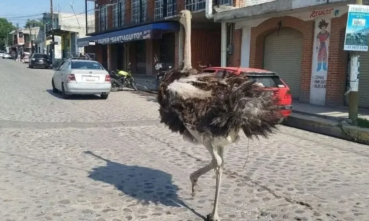 El avestruz recorrió las calles de Tepotzotlán, lo que generó sorpresa entre los transeúntes y una rápida movilización de los vecinos.