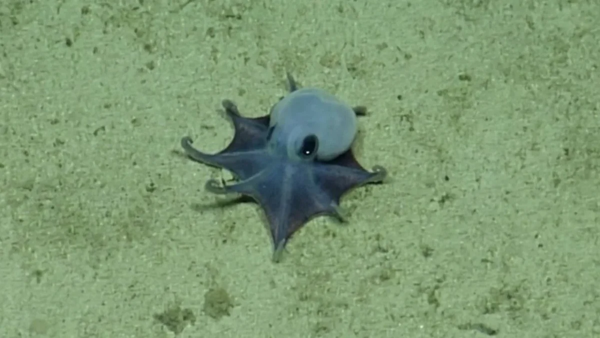 Un pequeño pulpo azul fue descubierto en las profundidades marinas de las islas Galápagos por investigadores de la CFD.