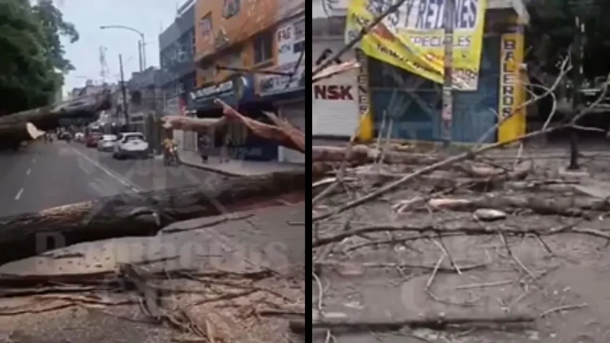 Caída de un árbol en la colonia Clavería deja una persona lesionada.