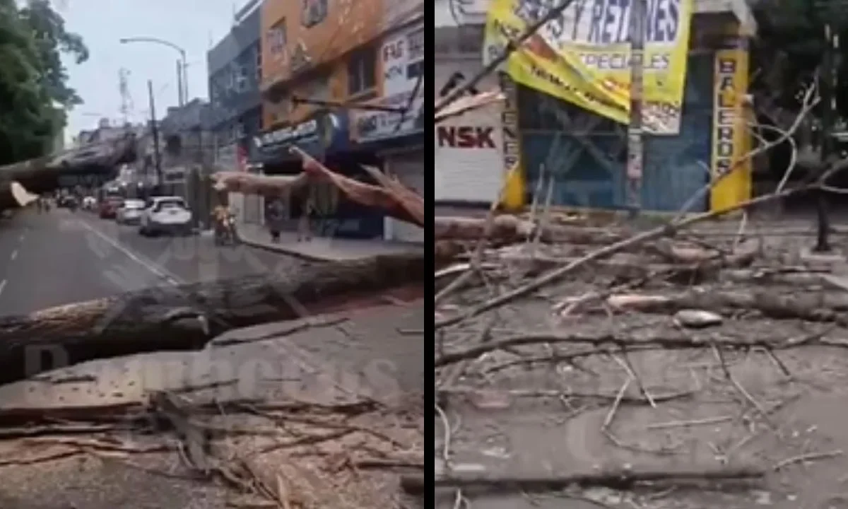 Caída de un árbol en la colonia Clavería deja una persona lesionada.