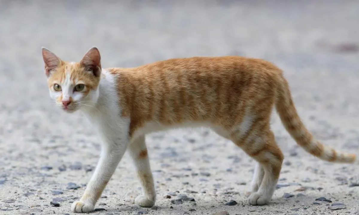 Autoridades federales confirmaron el primer caso de infección por gusano barrenador en un gato en Nuevo León.