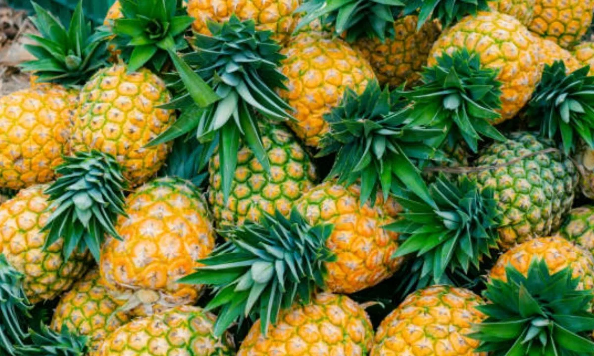 Además de ser una fruta refrescante y versátil, la piña aporta vitamina C, fibra y antioxidantes que fortalecen el sistema inmunológico, favorecen la digestión y ayudan a combatir la inflamación