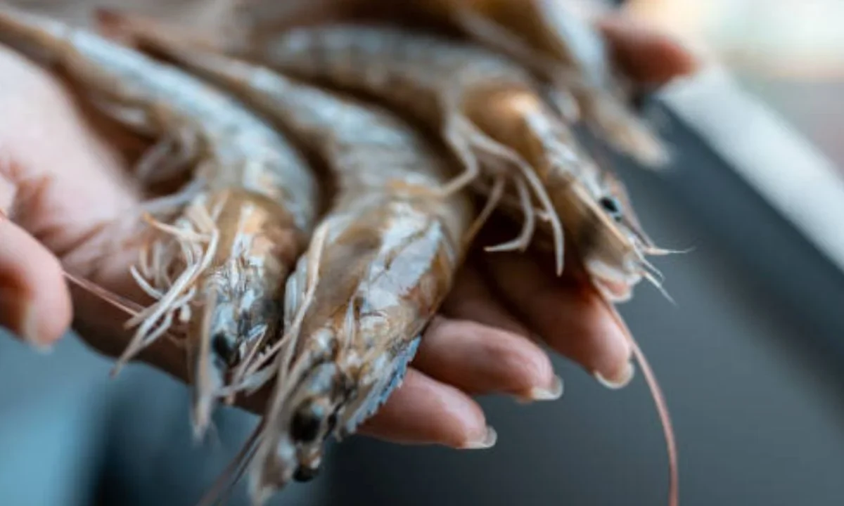 Autoridades de la ASEA anunciaron la veda nacional del camarón marino en El Salvador como medida para proteger la especie y garantizar su reproducción.