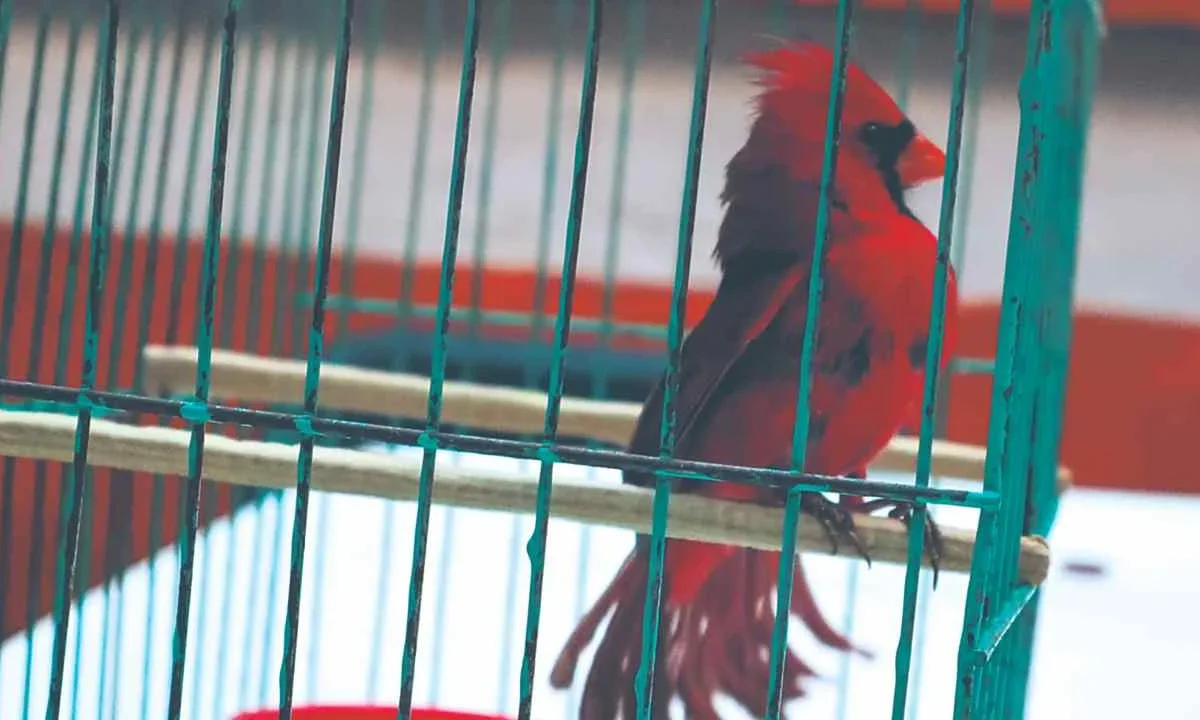 Tradición. Entre las especies más solicitadas se encuentra el cardenal norteño, que puede alcanzar un precio de hasta mil 400 pesos; mientras que el clarín ronda los mil 500.