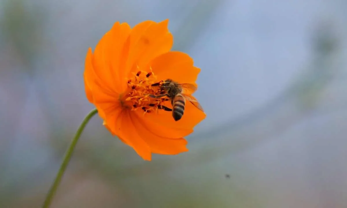 Museo itinerante sobre abejas llega a la alcaldía Álvaro Obregón.