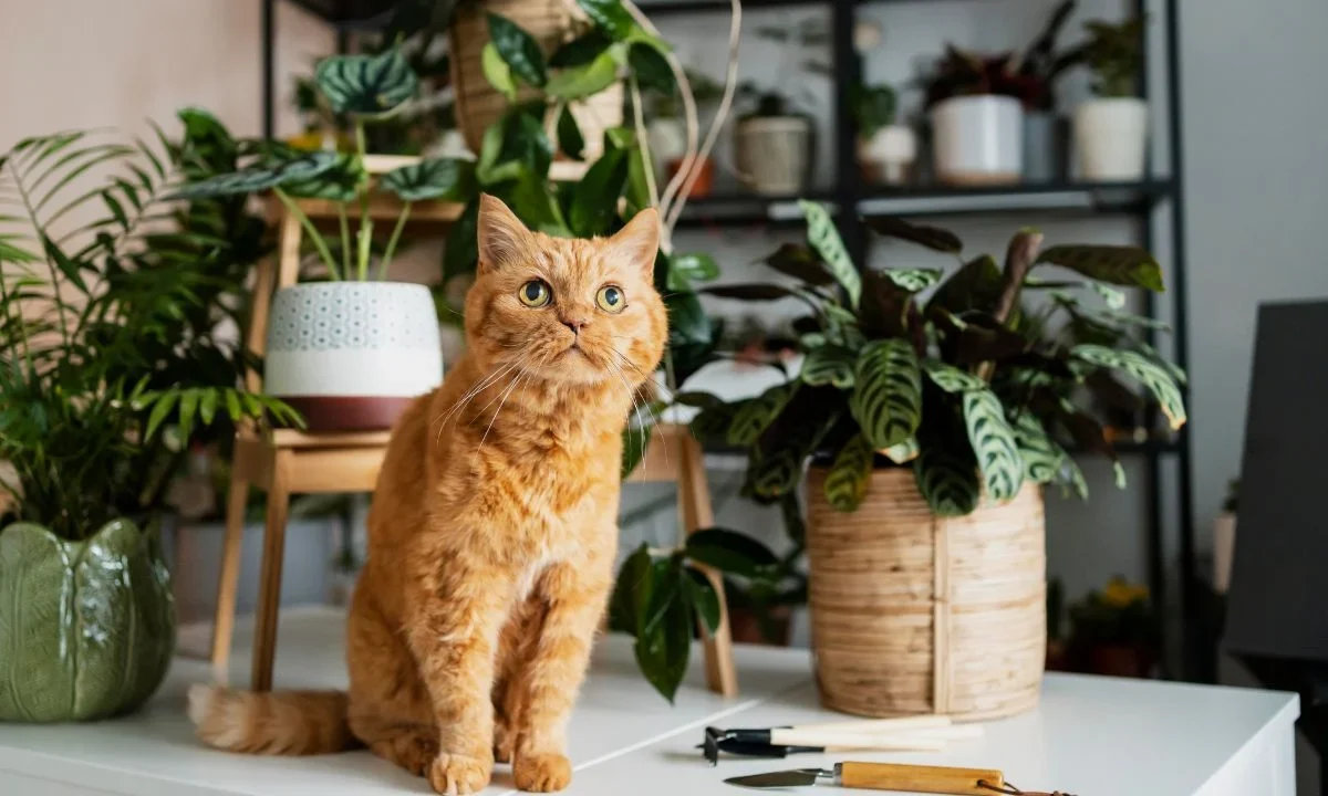 Conoce qué plantas podrían causar daño a tu mascota por ser tóxicas y evita tenerlas en casa o pasearlos en zonas cerca de ellas.
