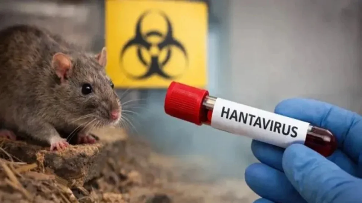 Ante la muerte de 3 personas en un crucero en el Atlántico por posible hantavirus, te decimos qué es, cómo se transmite y los síntomas.