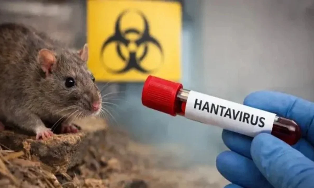 Ante la muerte de 3 personas en un crucero en el Atlántico por posible hantavirus, te decimos qué es, cómo se transmite y los síntomas.