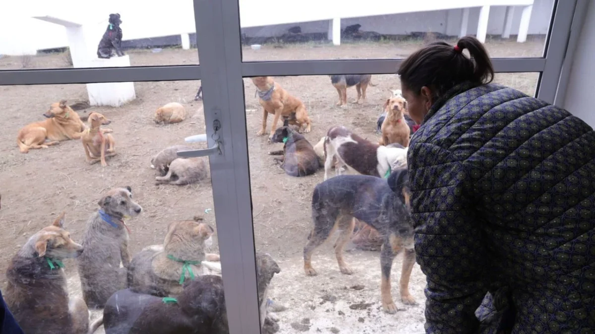 El Refugio Franciscano presentó dictámenes requeridos por autoridades de CDMX para acreditar que están listos para recibir a los animales.