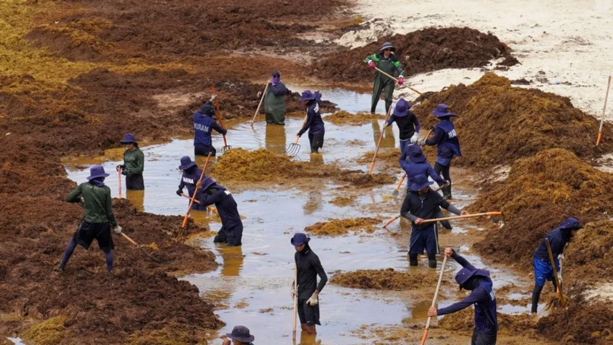 La crisis por el sargazo también ha llegado a Playa del Carmen, donde trabajadores realizan labores de limpieza para intentar contener el recale masivo.