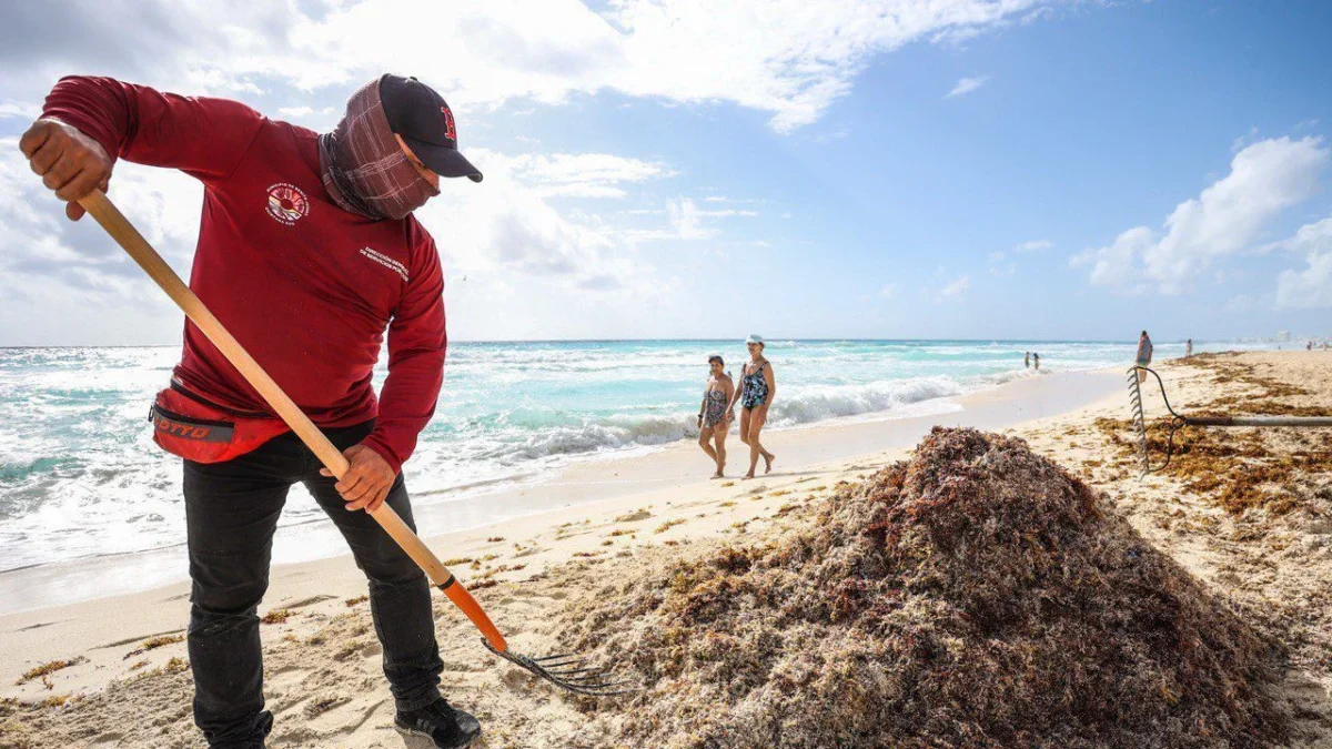 El recale masivo de sargazo se intensificó en costas de Quintana Roo y obligó al ayuntamiento de Benito Juárez, a reforzar operativos.