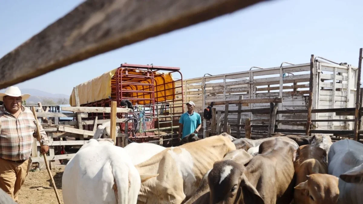 Aumentan casos de gusano barrenador en humanos