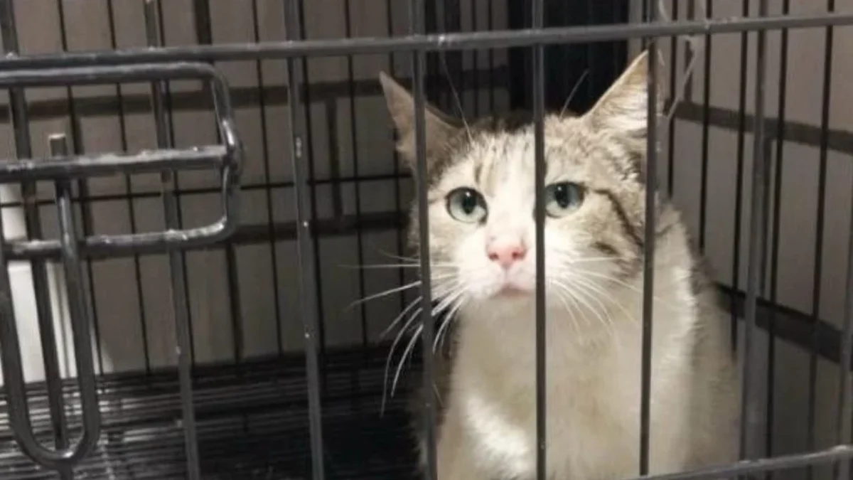 Gata rescatada en la Doctores recibe atención en la Cuauhtémoc