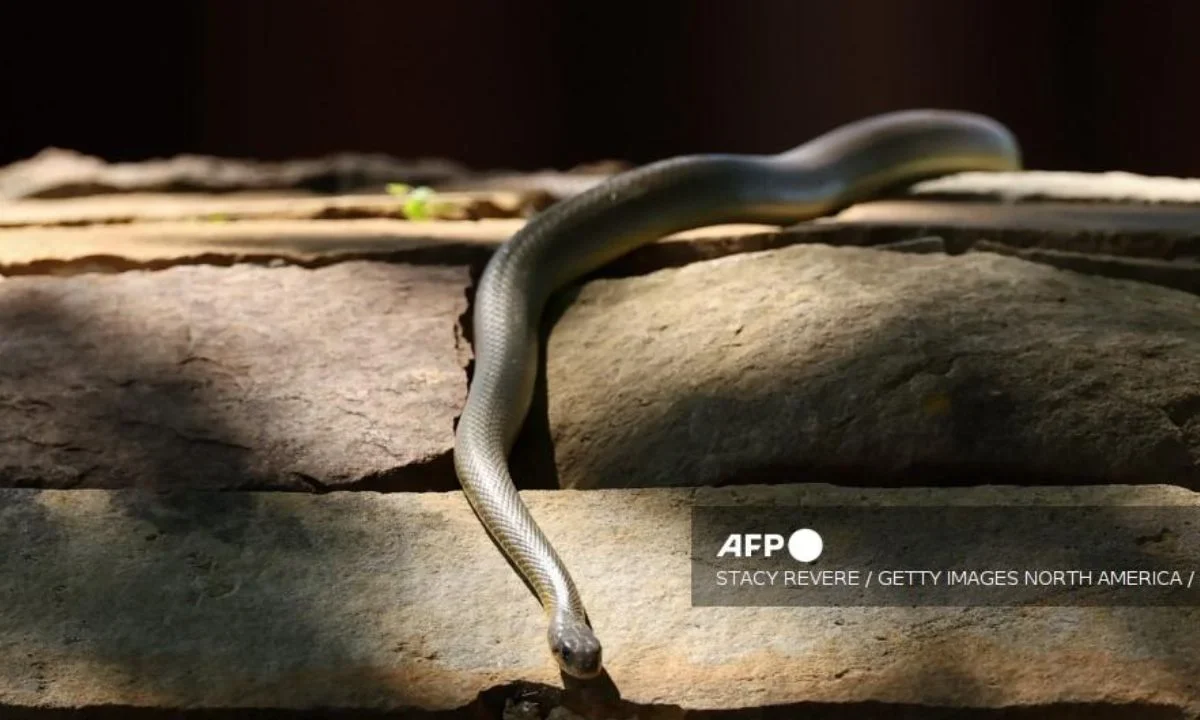 Serpiente venenosa se cuela y alerta a la selección de Alemania
