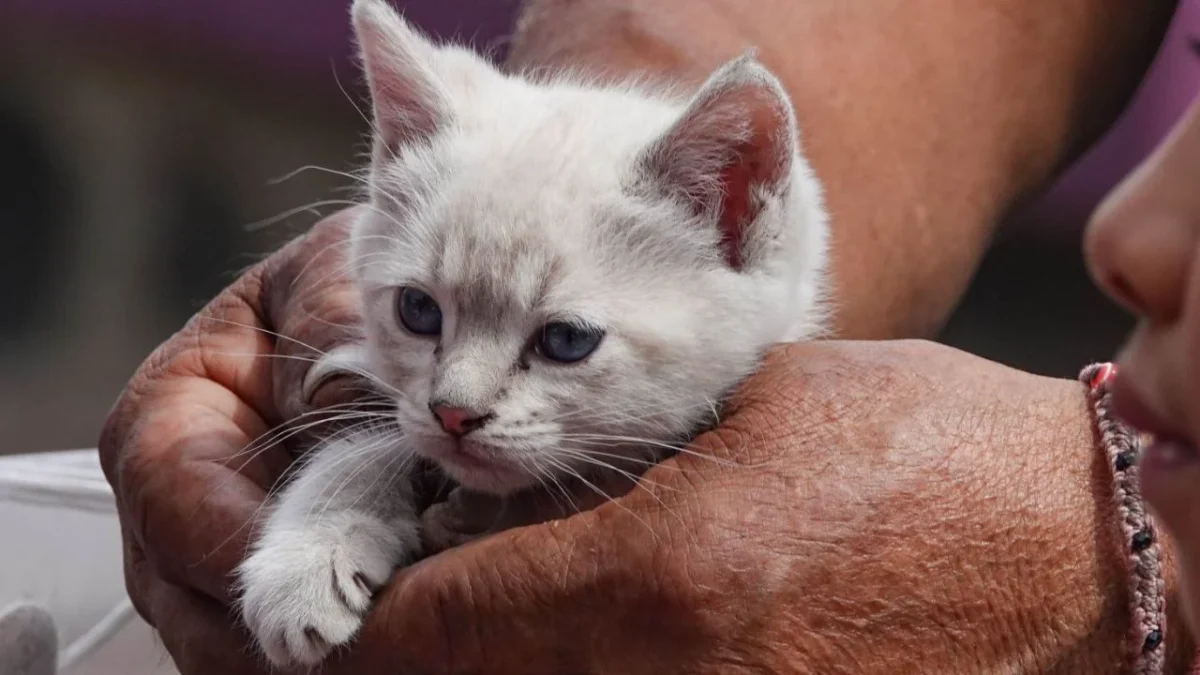 Alrededor de 13 gatos fueron asegurados tras el resguardo de un inmueble en la colonia Viaducto Piedad, en la alcaldía Iztacalco.