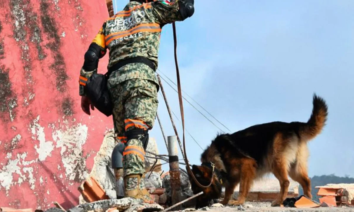 El Ejército Mexicano informó que gracias a sus binomios caninos se logró el rescate de una persona con vida y la localización de 20 cuerpos.
