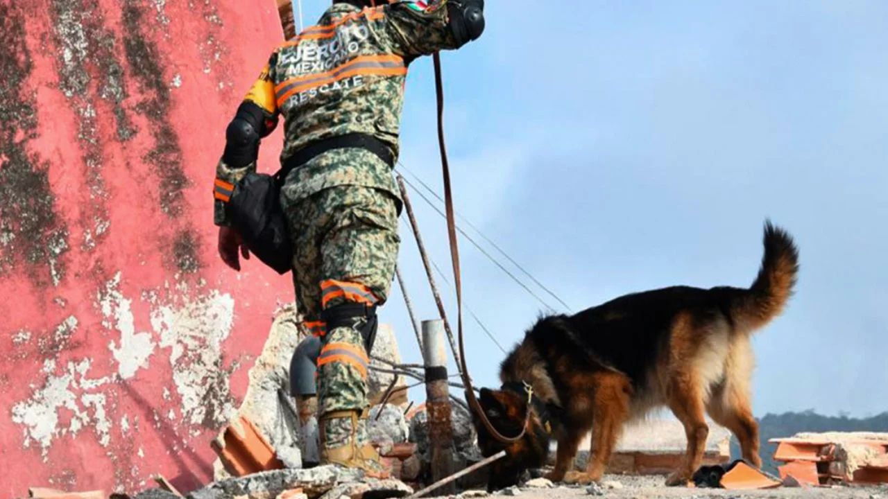 Binomios del Ejército Mexicano rescatan una persona con vida y hallan 20 cuerpos en Venezuela