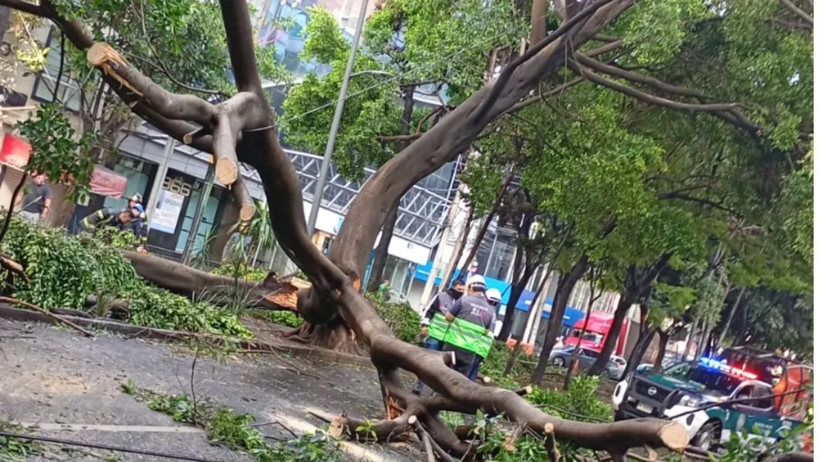 La lluvia y fuertes vientos provocaron la caída de un árbol de 15 metros sobre la lateral de Paseo de la Reforma, sin reporte de lesionados.