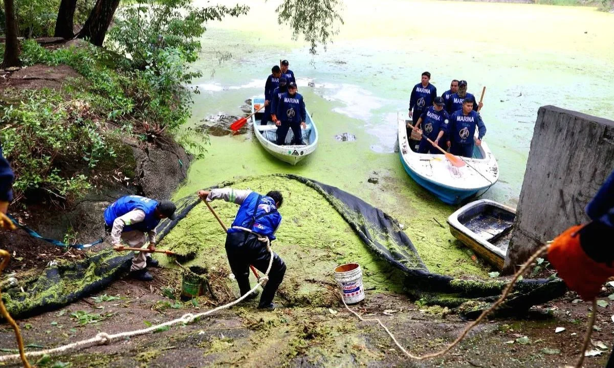 Luego del rescate de 17 patos del lago en Huayamilpas, la Alcaldía Coyoacán empezó con la segunda fase para los trabajos de recuperación.