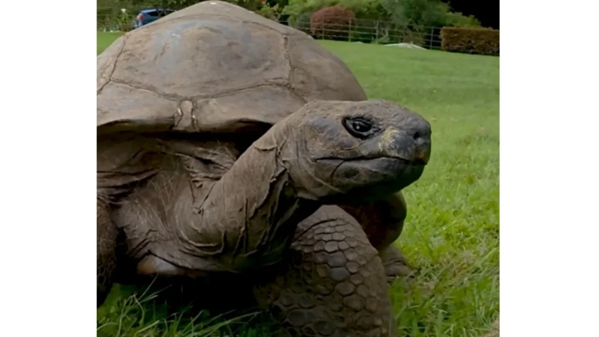 Guinness World Records reconoce a Jonathan como la tortuga más longeva del mundo