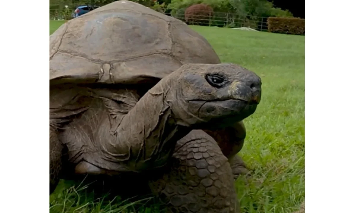 Guinness World Records reconoce a Jonathan como la tortuga más longeva del mundo