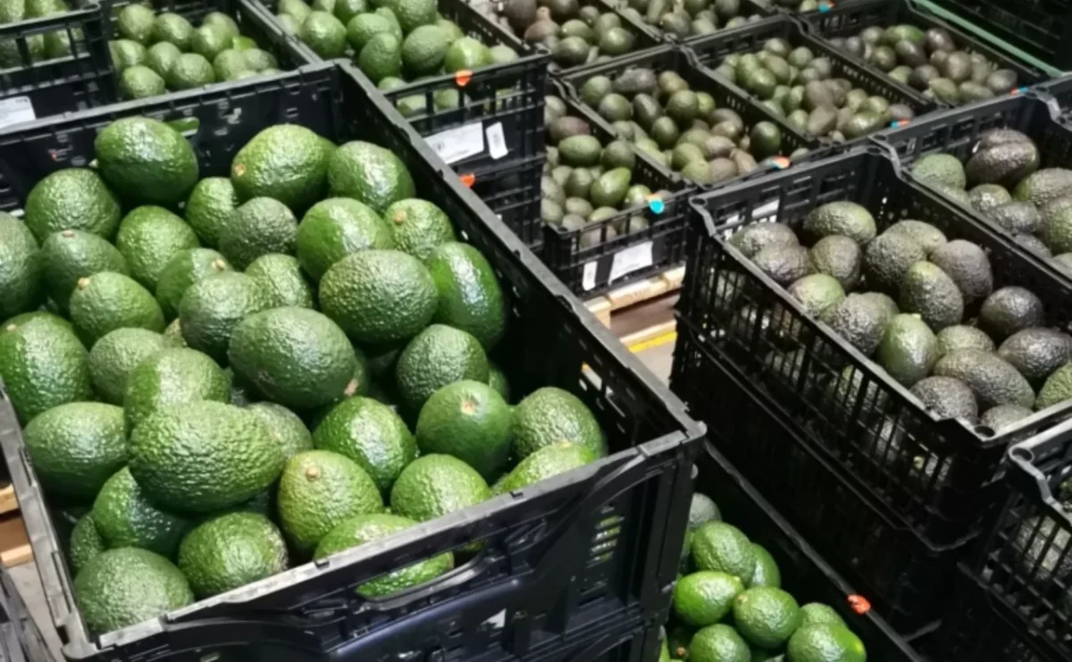 La Secretaría de Economía oficializó la Indicación Geográfica Aguacate Franja Michoacán, un distintivo que busca proteger su proceso productivo y reforzar el reconocimiento del aguacate michoacano