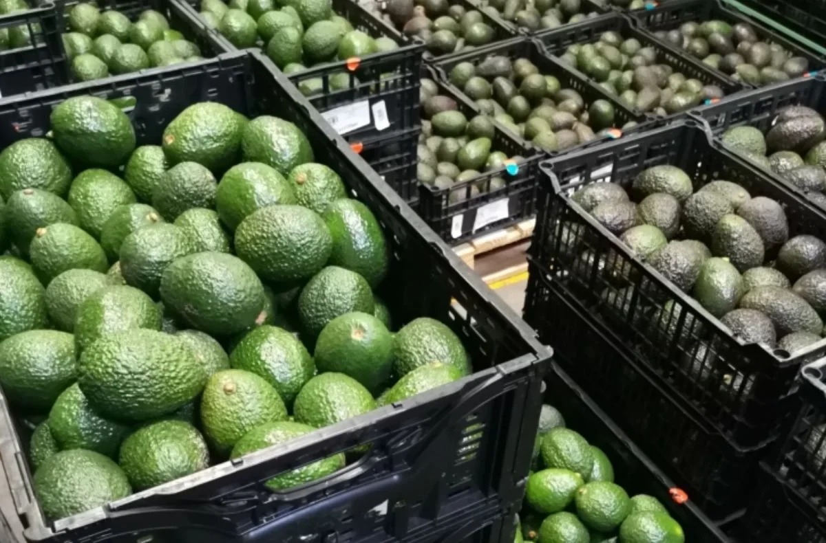 La Secretaría de Economía oficializó la Indicación Geográfica Aguacate Franja Michoacán, un distintivo que busca proteger su proceso productivo y reforzar el reconocimiento del aguacate michoacano