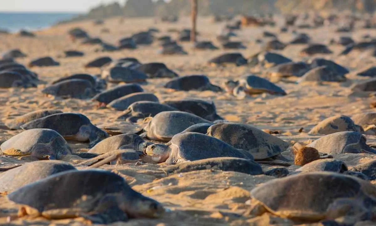Las playas de Michoacán registraron el nacimiento de más de 6.7 millones de tortugas marinas golfina, negra y laúd.