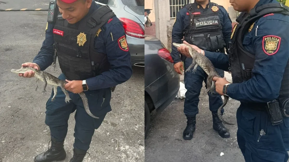 Policías capitalinos capturaron a un pequeño reptil que se encontraba en el interior de una vivienda ubicada en la alcaldía Álvaro Obregón.