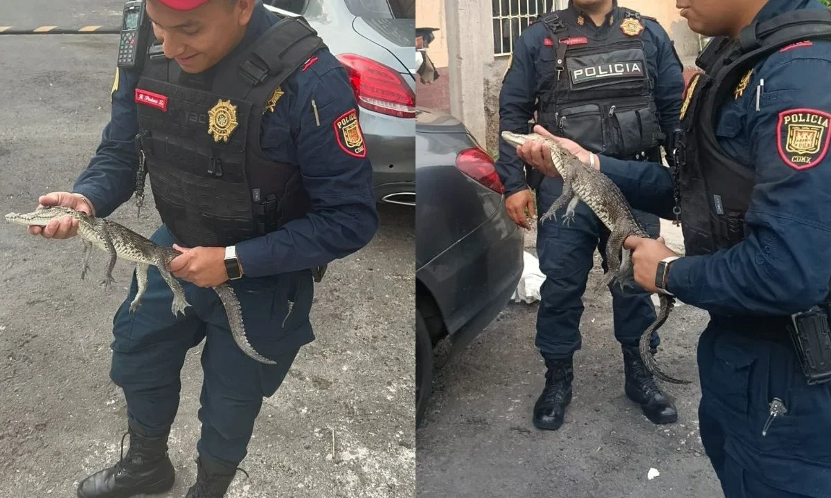 Policías capitalinos capturaron a un pequeño reptil que se encontraba en el interior de una vivienda ubicada en la alcaldía Álvaro Obregón.
