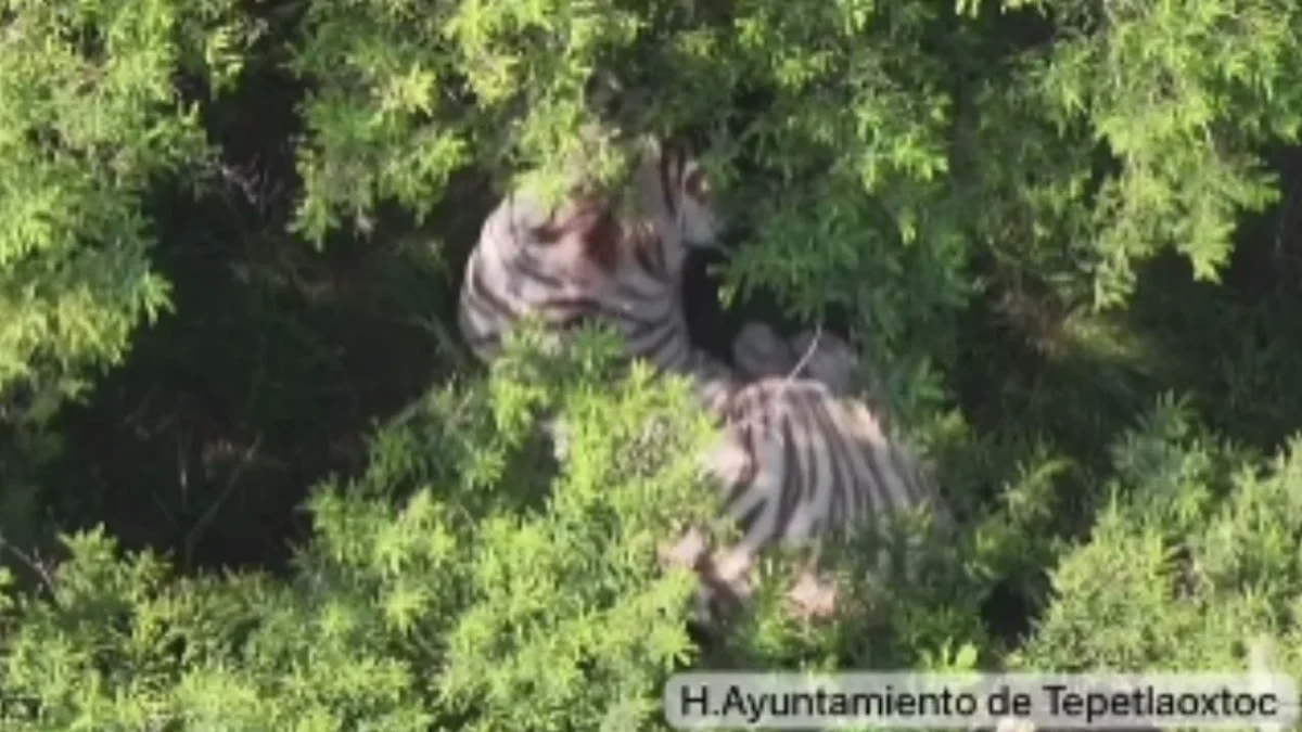 El tigre de bengala que escapó bajo resguardo de la Semarnat en Tepetlaoxtoc, Estado de México, quedó localizado.