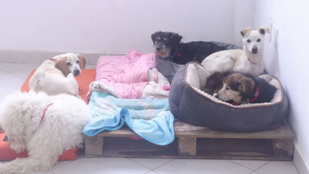 Efecto Pedro Sola: Morena CDMX propone aumentar penas por apología de crueldad animal