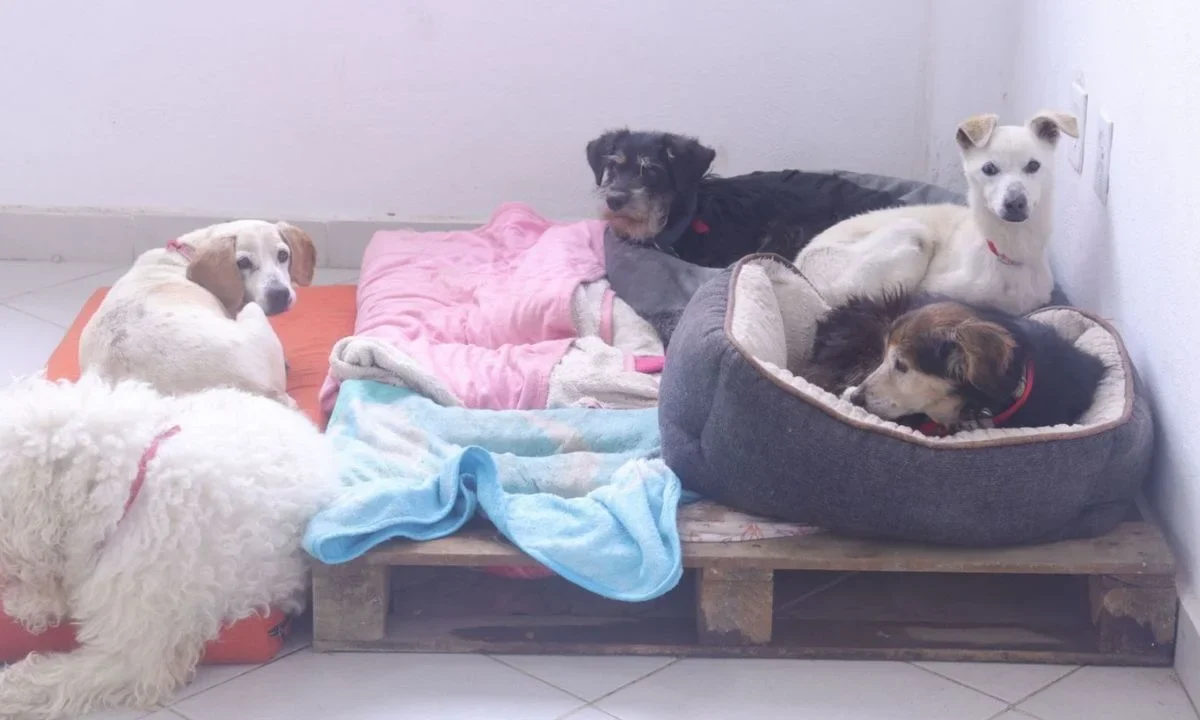 Efecto Pedro Sola: Morena CDMX propone aumentar penas por apología de crueldad animal