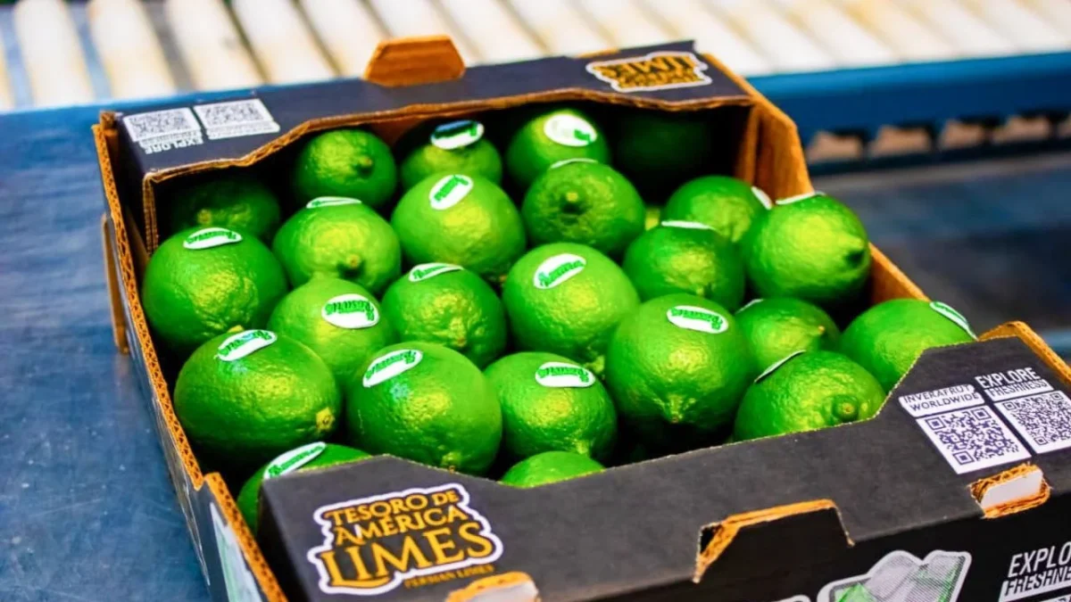 Limón persa de Veracruz llega por primera vez a Rusia, exportan 21 toneladas