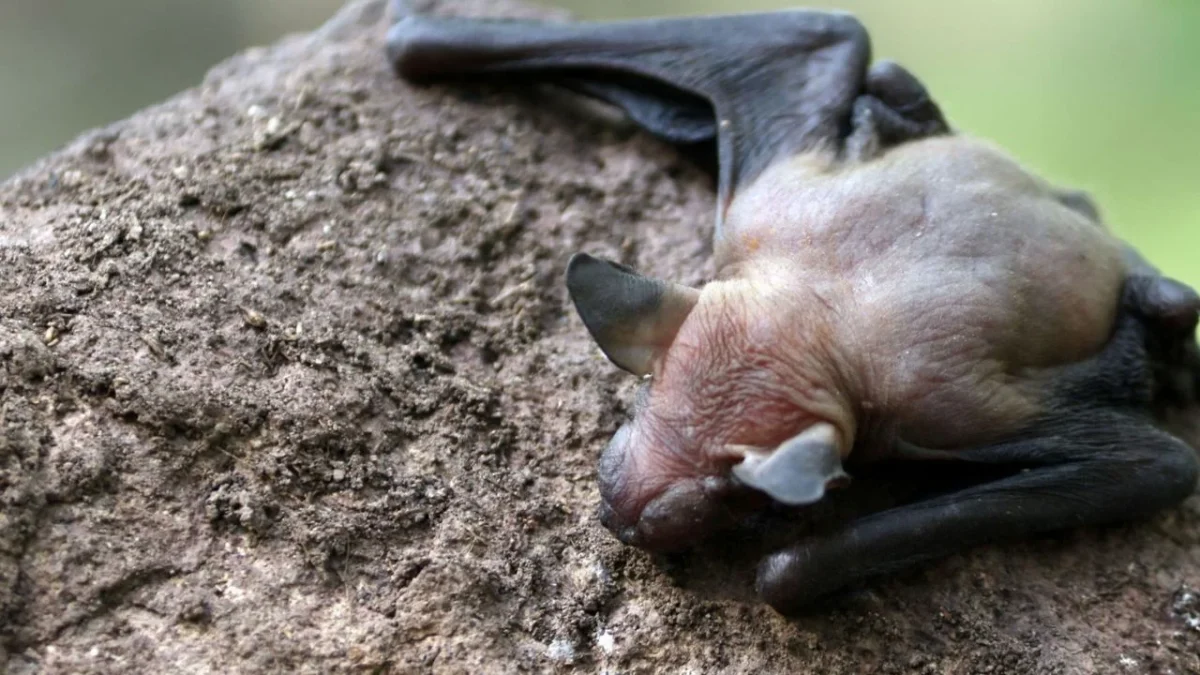 Niño muere de rabia porque despertó con un murciélago en la boca