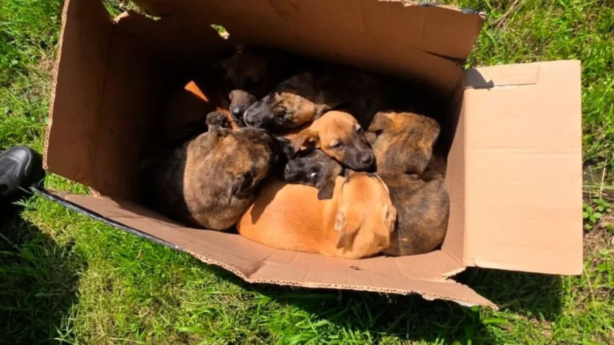 Policías rescatan a 8 cachorritos abandonados en caja de cartón en Tlalpan