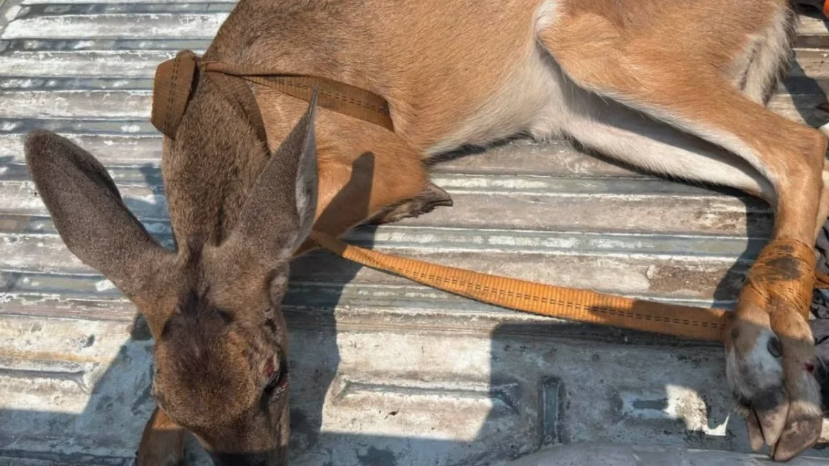 Rescatan a venado en Guanajuato y lo reintegran a su hábitat