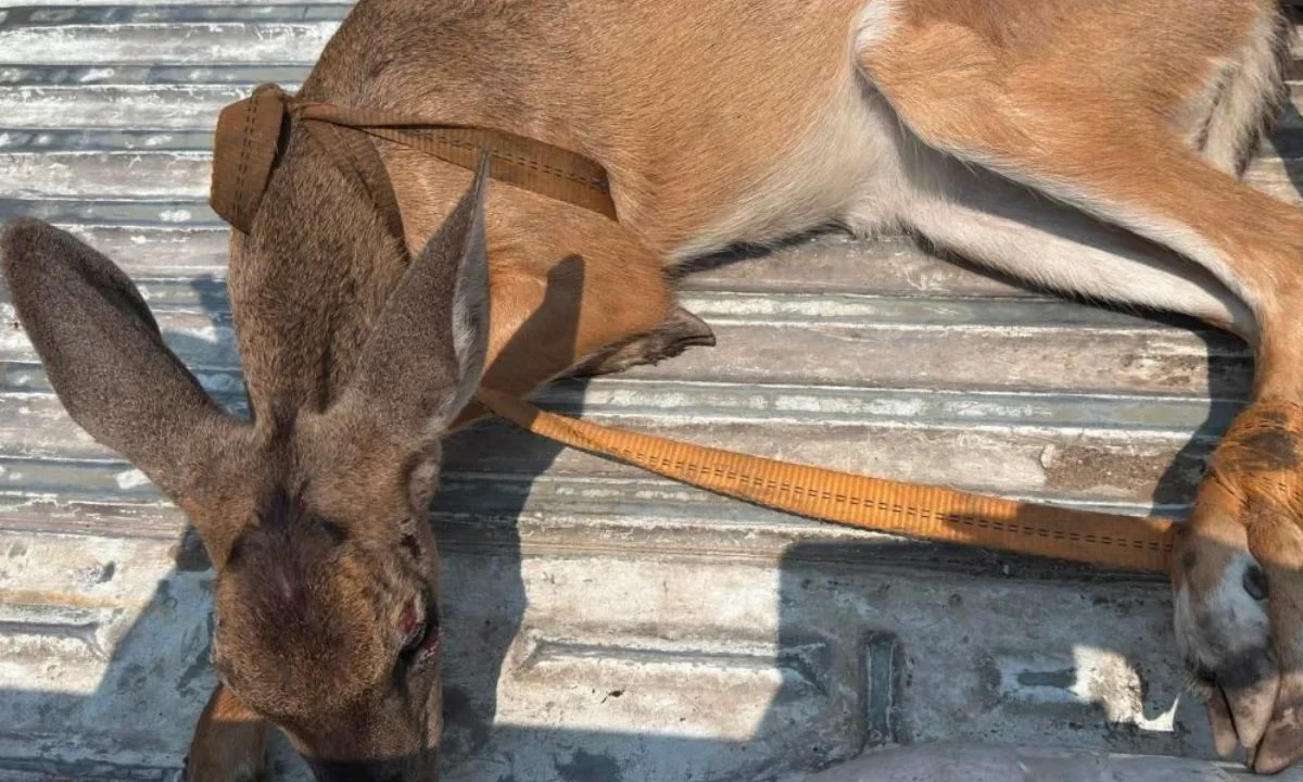 Rescatan a venado en Guanajuato y lo reintegran a su hábitat