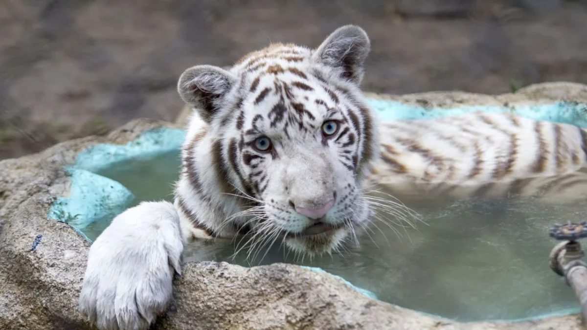 Resultados de necropsia al tigre Kenzo, serán entregados esta semana: Profepa