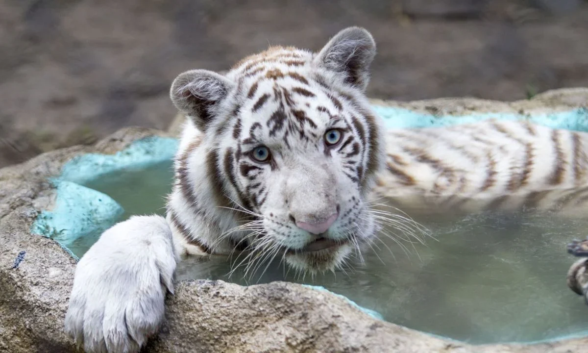 Resultados de necropsia al tigre Kenzo, serán entregados esta semana: Profepa