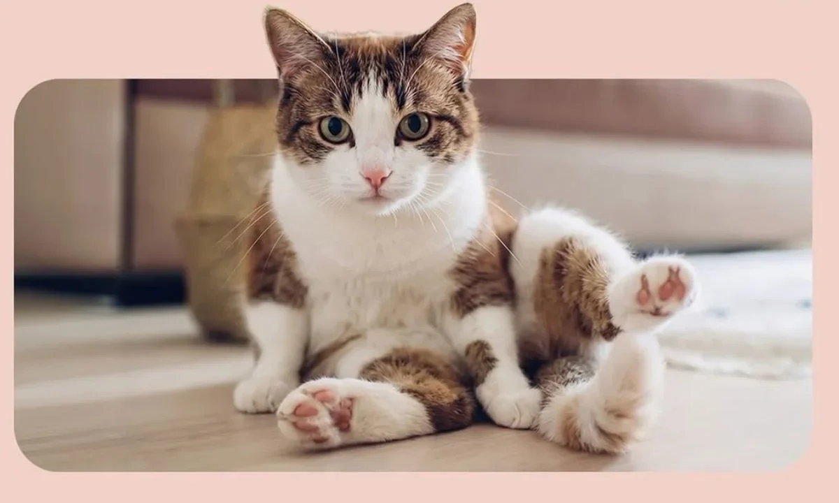 Conoce todos los detalles del Museo del Gato en Paseo de la Reforma, CDMX. Descubre cuándo abre y qué actividades ofrecerá.