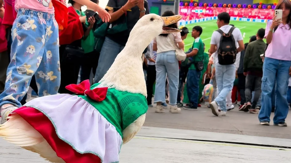Ante popularidad del Pato Merlín, médico dice que estos animales no deben ser moda y requieren cuidados especiales.