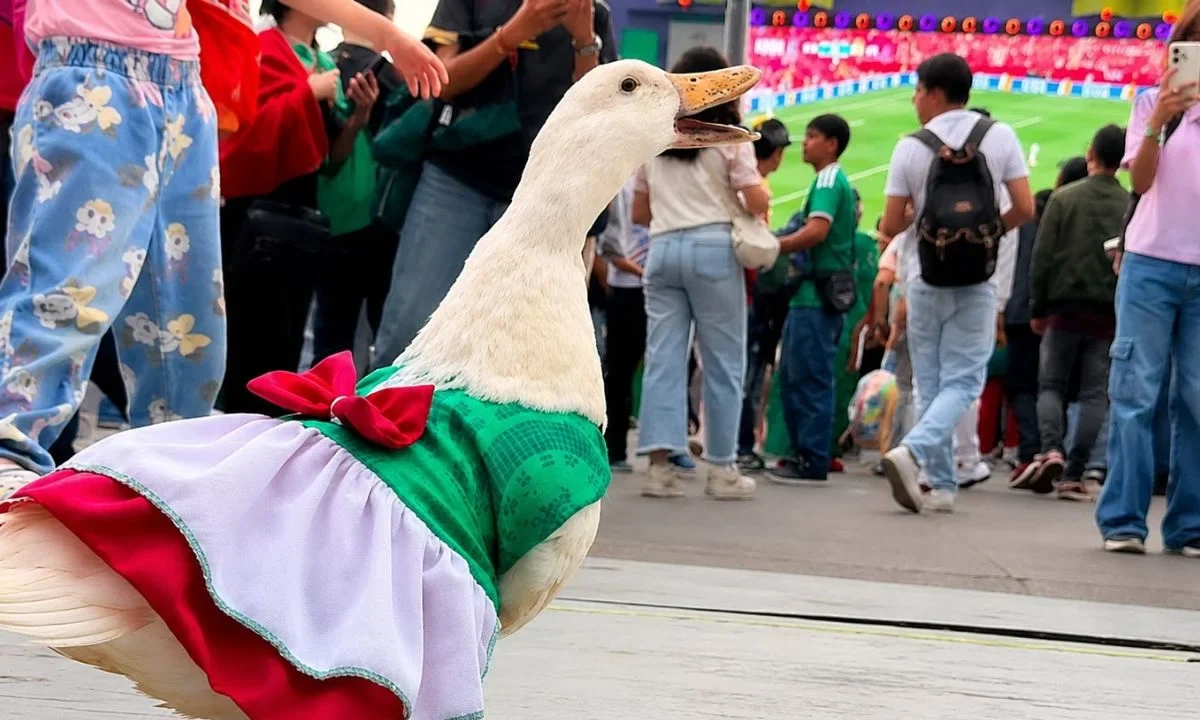 Ante popularidad del Pato Merlín, médico dice que estos animales no deben ser moda y requieren cuidados especiales.