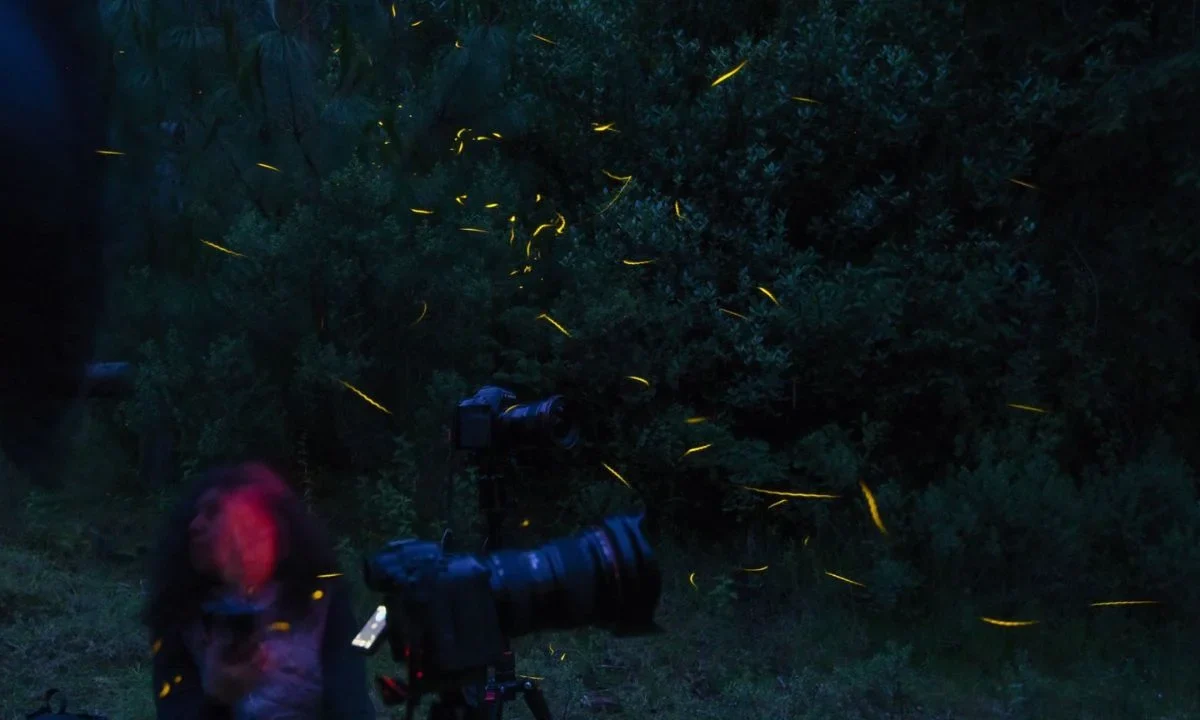 La CDMX tiene la opción perfecta para el fin de semana con el recorrido 'Luces en el Bosque', en el que las luciérnagas son las protagonistas. 