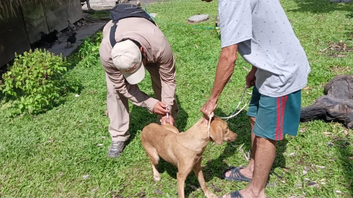 La campaña es permanente a través de módulos fijos y brigadas móviles en Campeche, también se han esterilizado a 670 perros y gatos.