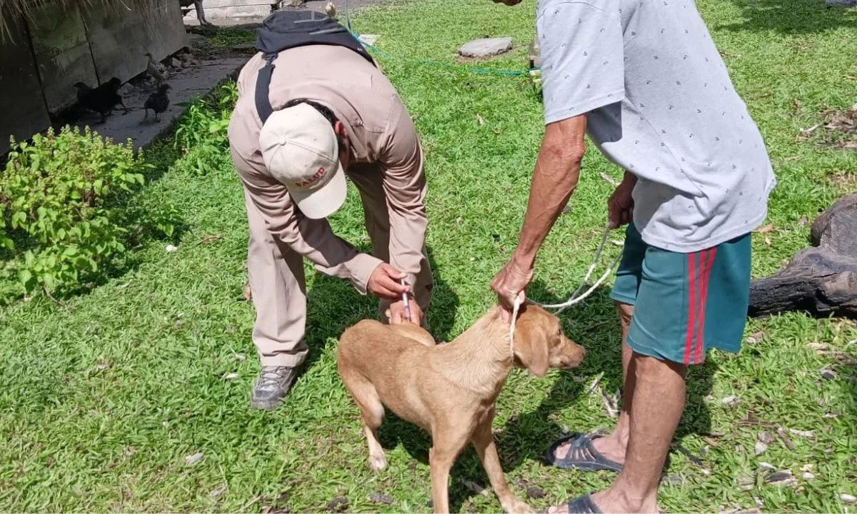 La campaña es permanente a través de módulos fijos y brigadas móviles en Campeche, también se han esterilizado a 670 perros y gatos.