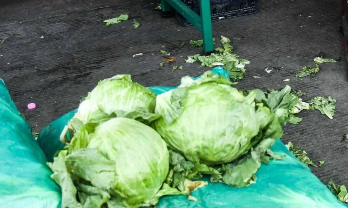 Análisis de Cofepris en lechugas de Taylor Farms de México dieron resultado negativo para la detección de Cyclospora Cayetanensis.