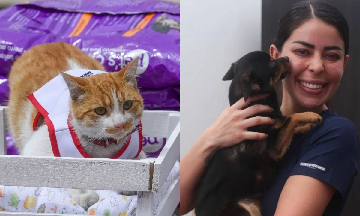 Autoridades de la CDMX realizarán una jornada de adopción de perritos y gatitos, en la Glorieta de Insurgentes, aquí los detalles.